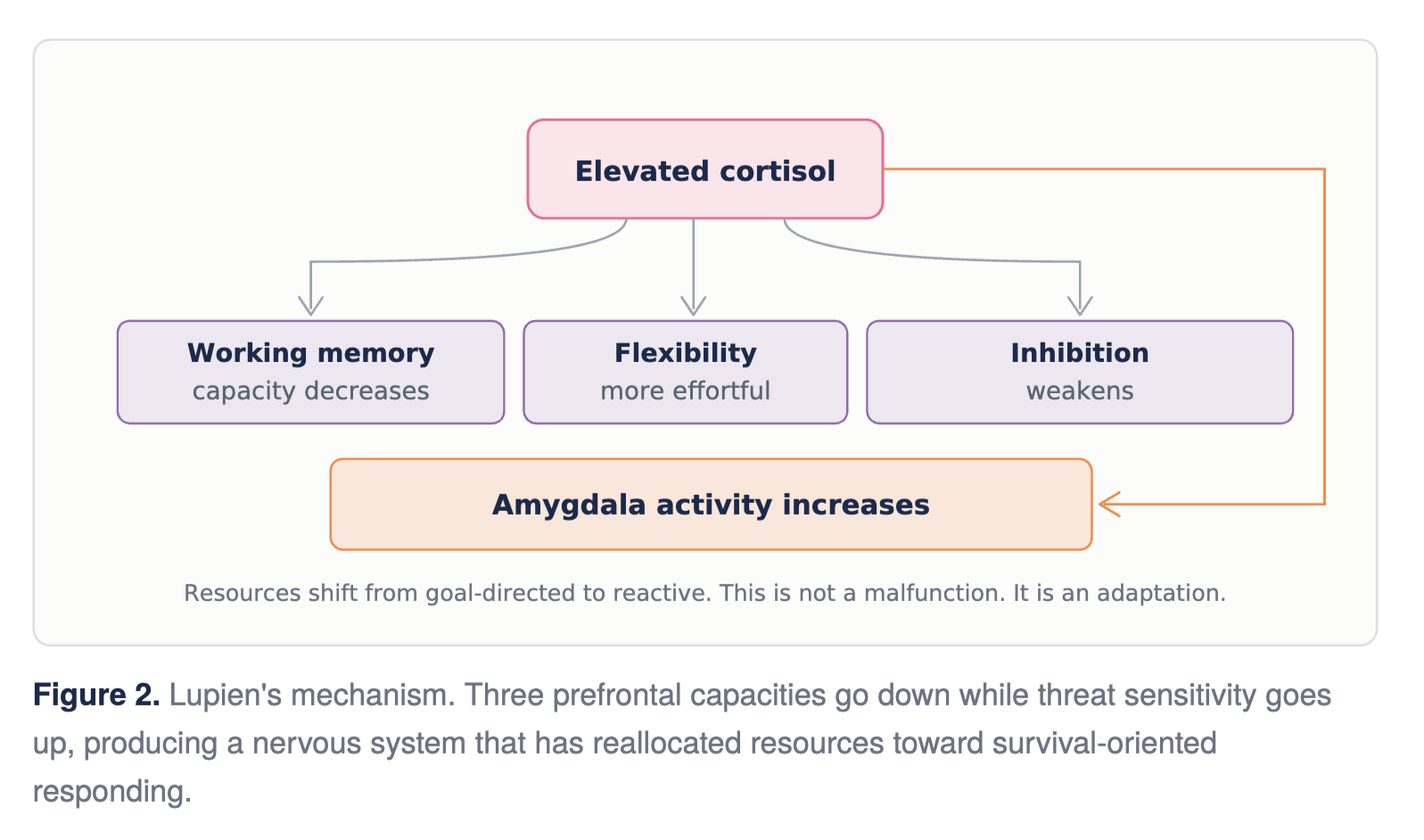 How Trauma and Stress Affect Executive Functioning